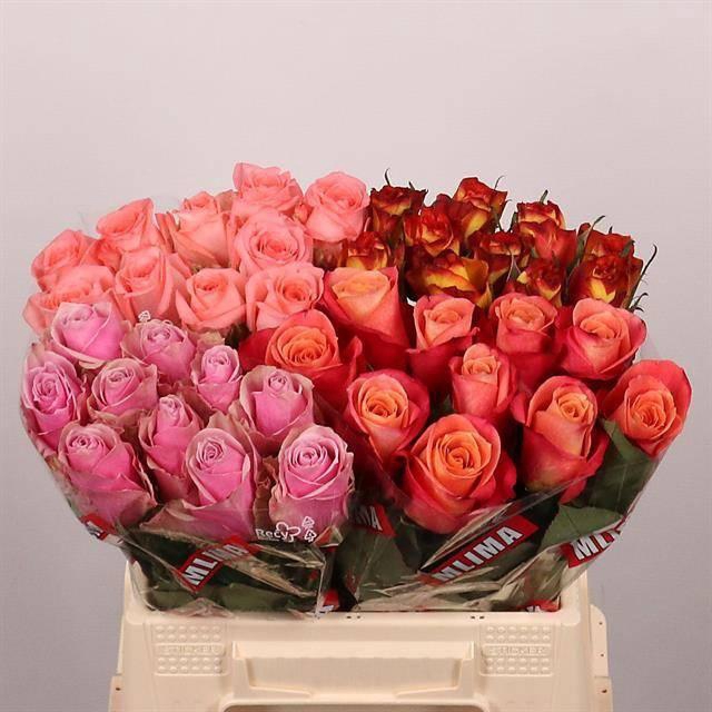 <h4>R GR GEM IN FUST</h4>