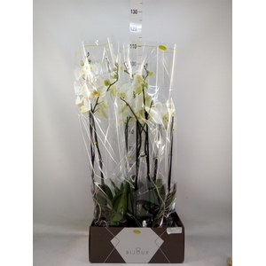 Phalaenopsis   ...white