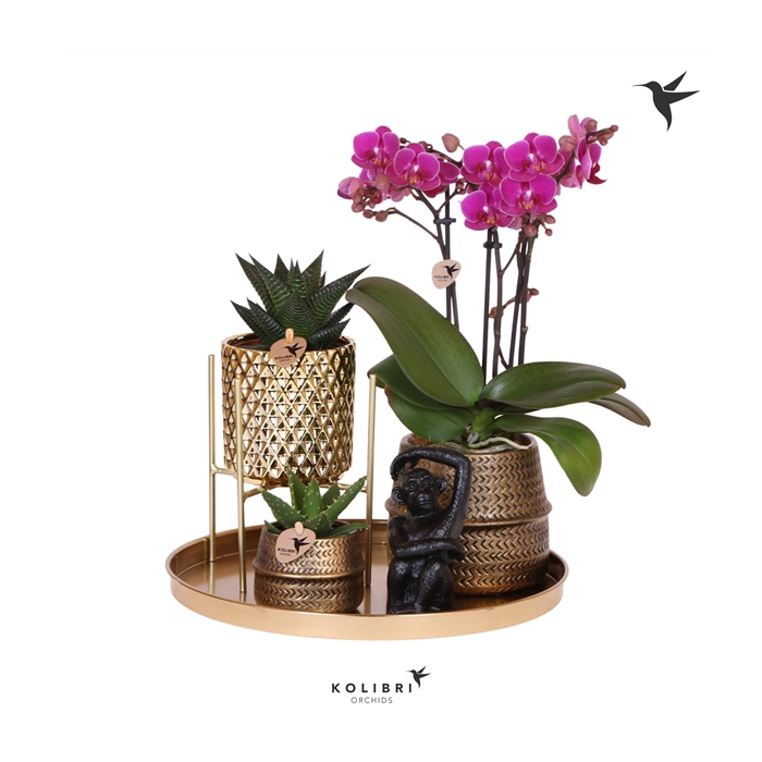 <h4>Kolibri Green up your home Gift Set Boutique Chic</h4>