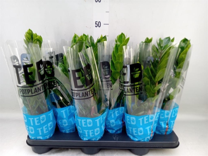 <h4>Zamioculcas zamiifolia</h4>