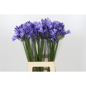 Agapanthus Blue Heaven