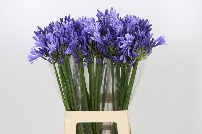 <h4>Agapanthus Blue Heaven</h4>