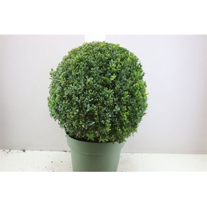 Buxus Semp X Bol 50+cm
