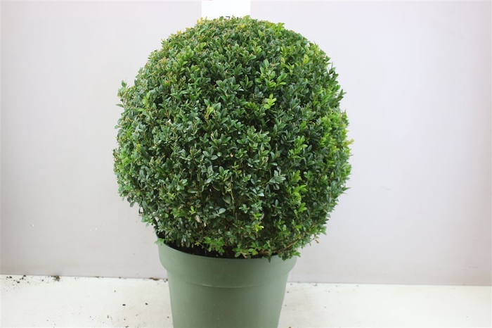 <h4>Buxus Semp X Bol 50+cm</h4>