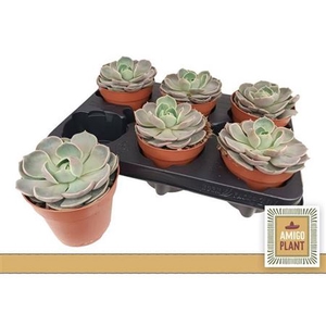 Echeveria Lotus