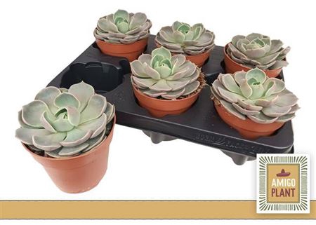 <h4>Echeveria Lotus</h4>