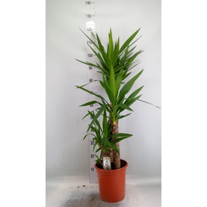 Yucca   ...