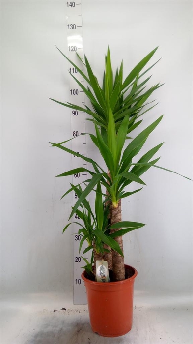 <h4>Yucca   ...</h4>