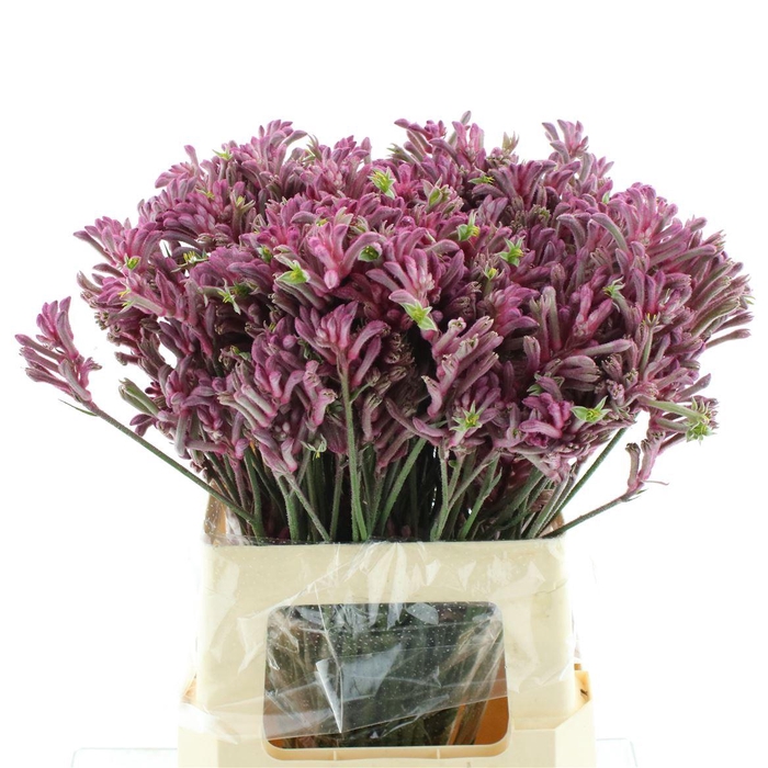 <h4>Anigoz Mini Pearl</h4>