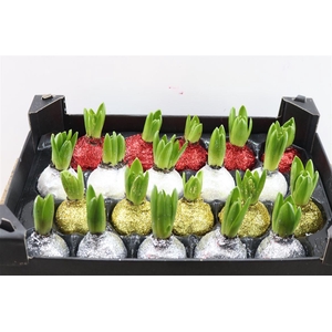 Wax Hyacinth Topline Gl Mix