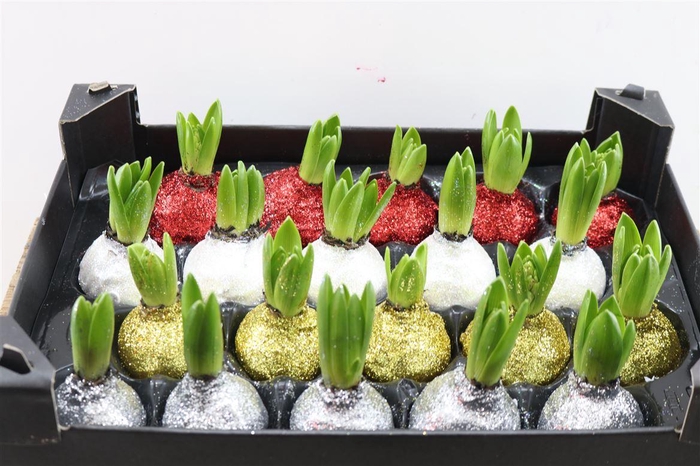 <h4>Wax Hyacinth Topline Gl Mix</h4>