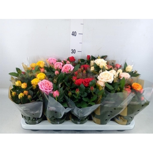 Rosa  'Kordana Grande'   ...mix