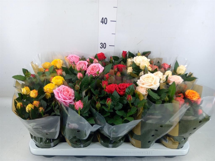 <h4>Rosa  'Kordana Grande'   ...mix</h4>