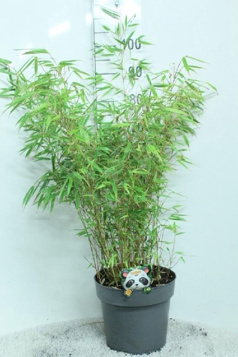 <h4>Fargesia Rufa</h4>