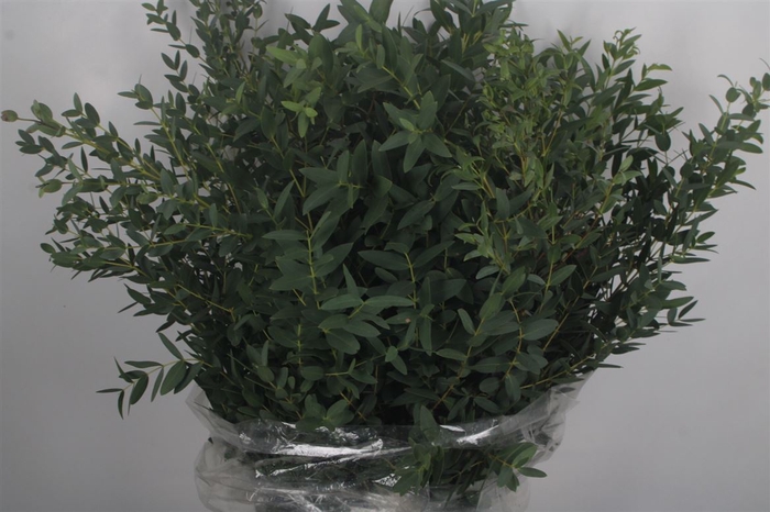 <h4>Euc Parvifolia Per Bunch 300 Gram</h4>