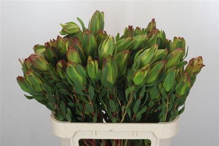 <h4>Leucad Laurel Yellow</h4>