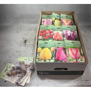 BLOEMBOL TULIPA