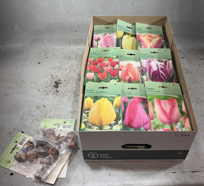 <h4>BLOEMBOL TULIPA</h4>
