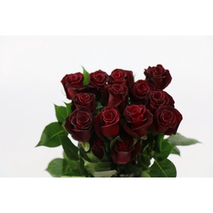 Rosa ec black baccara