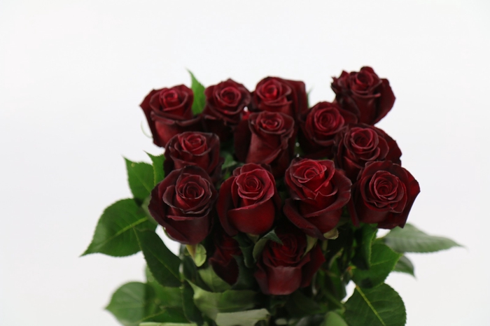 <h4>Rosa ec black baccara</h4>