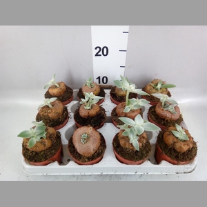 Cactus   ...