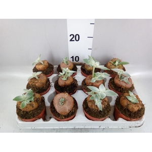 Cactus   ...