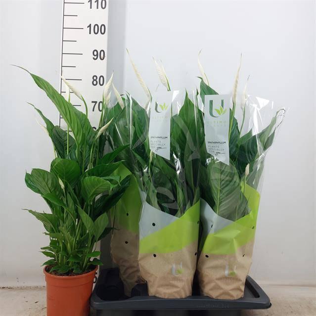 <h4>SPATH VIVALDI</h4>