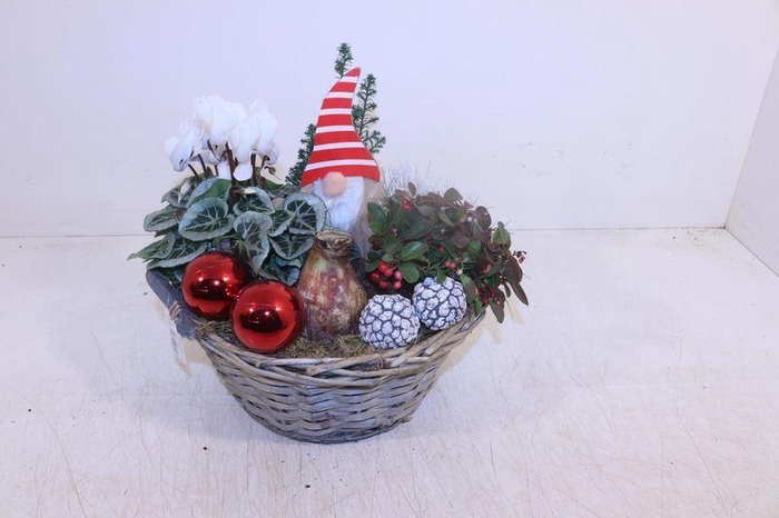 <h4>ARR HIPPEASTRUM</h4>