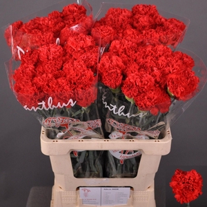 Dianthus st Sparta