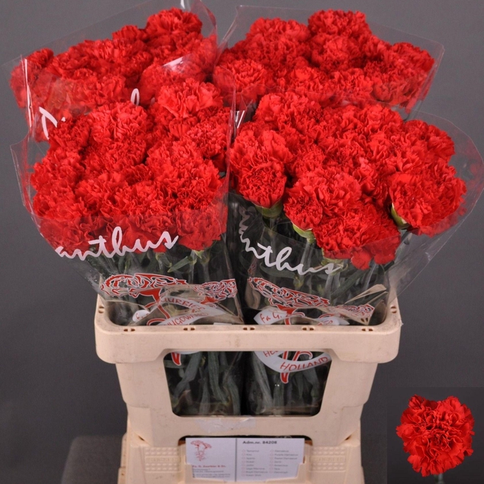<h4>Dianthus st Sparta</h4>