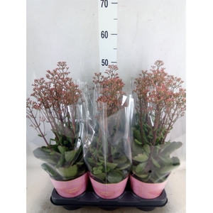 Kalanchoe  'WildFlow Surp Canyon'