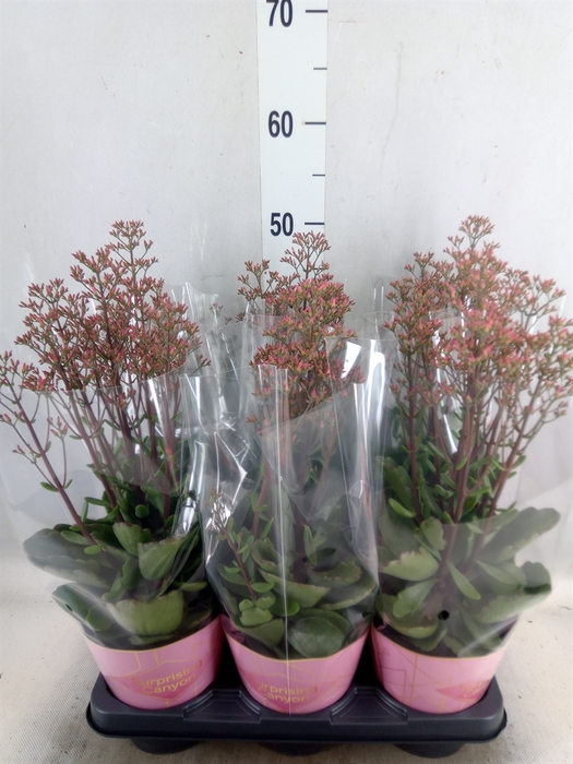 <h4>Kalanchoe  'WildFlow Surp Canyon'</h4>