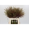 Allium Schubertii