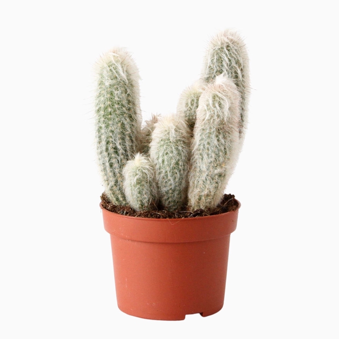 <h4>Cactus</h4>