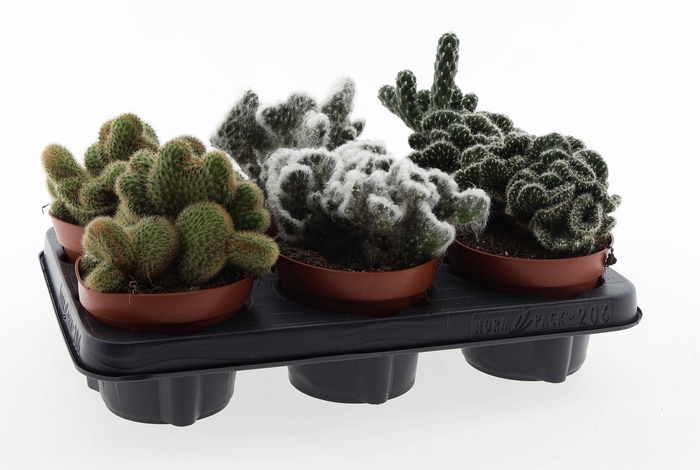 <h4>Cactus cristaat mix</h4>