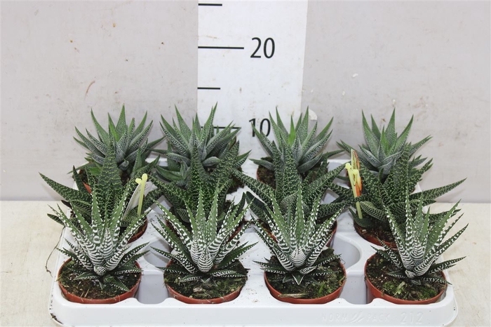 Haworthia Gemengd