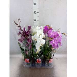 Phalaenopsis  'Elegant Cascade'