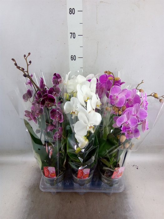 <h4>Phalaenopsis  'Elegant Cascade'</h4>