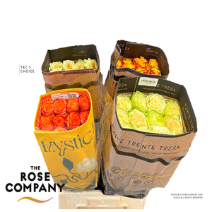 Rosa Ecuador Mix x75