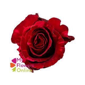 R Gr Red Panther Red 70cm EC