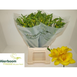 Freesia du Soleil