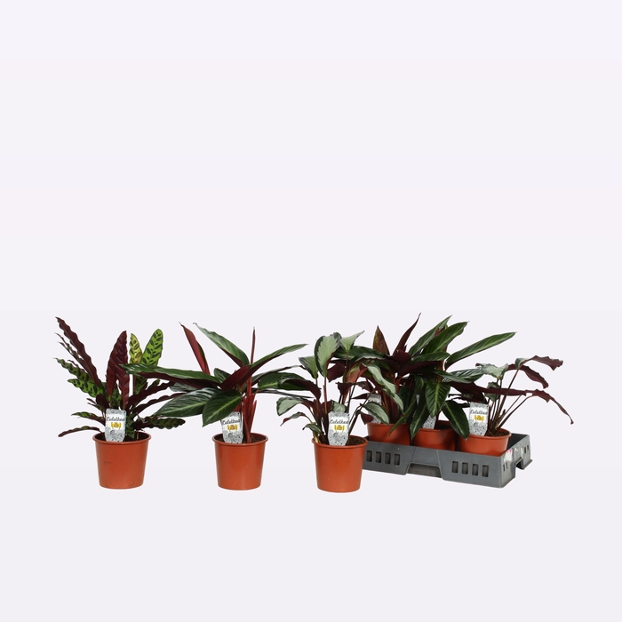 <h4>CALAT GEM 4 SRT</h4>