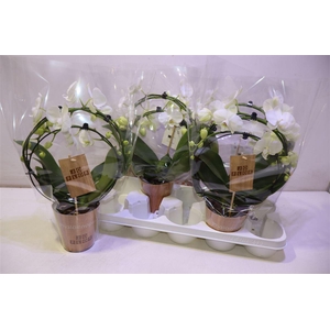 arr8 Phal Ov Wit Double Mirror