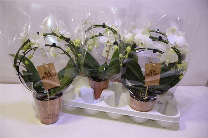 <h4>arr8 Phal Ov Wit Double Mirror</h4>