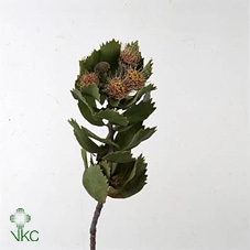 Leuco Winteri Buds
