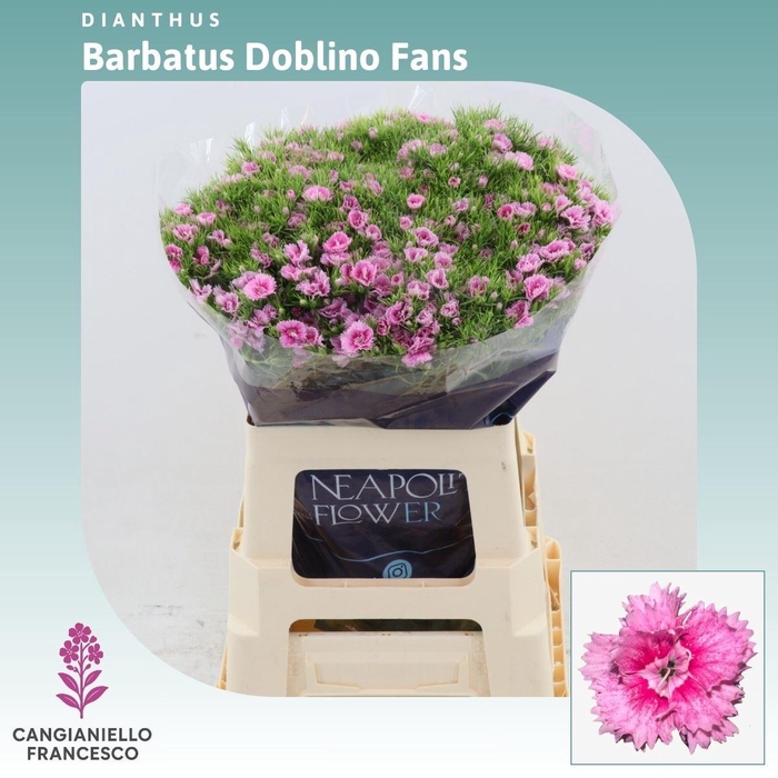 <h4>Dianthus Barbatus Doblino Fans</h4>