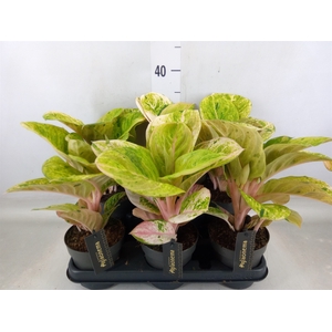 Aglaonema   ...