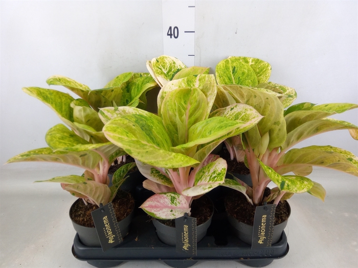 <h4>Aglaonema   ...</h4>