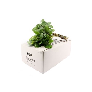 Salal Tips