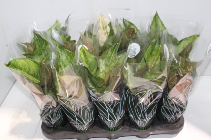 <h4>AGLAONEMA VARIADA P12 PREMIUM</h4>